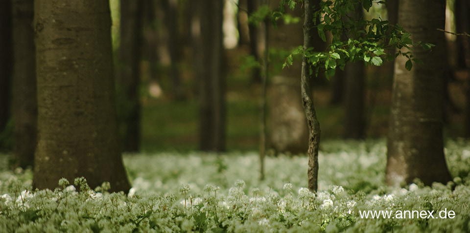 Bärlauch Wald
